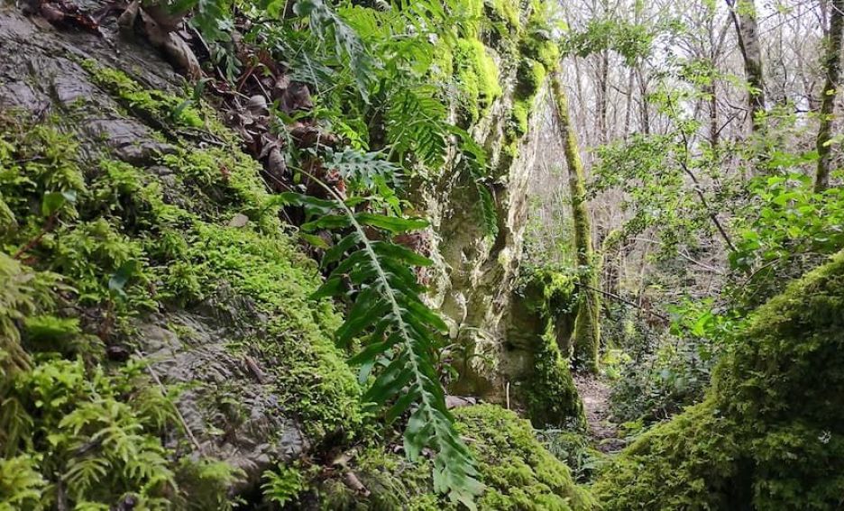 Grobos: El Karst y su Biodiversidad Grobos: El Karst y su Biodiversidad