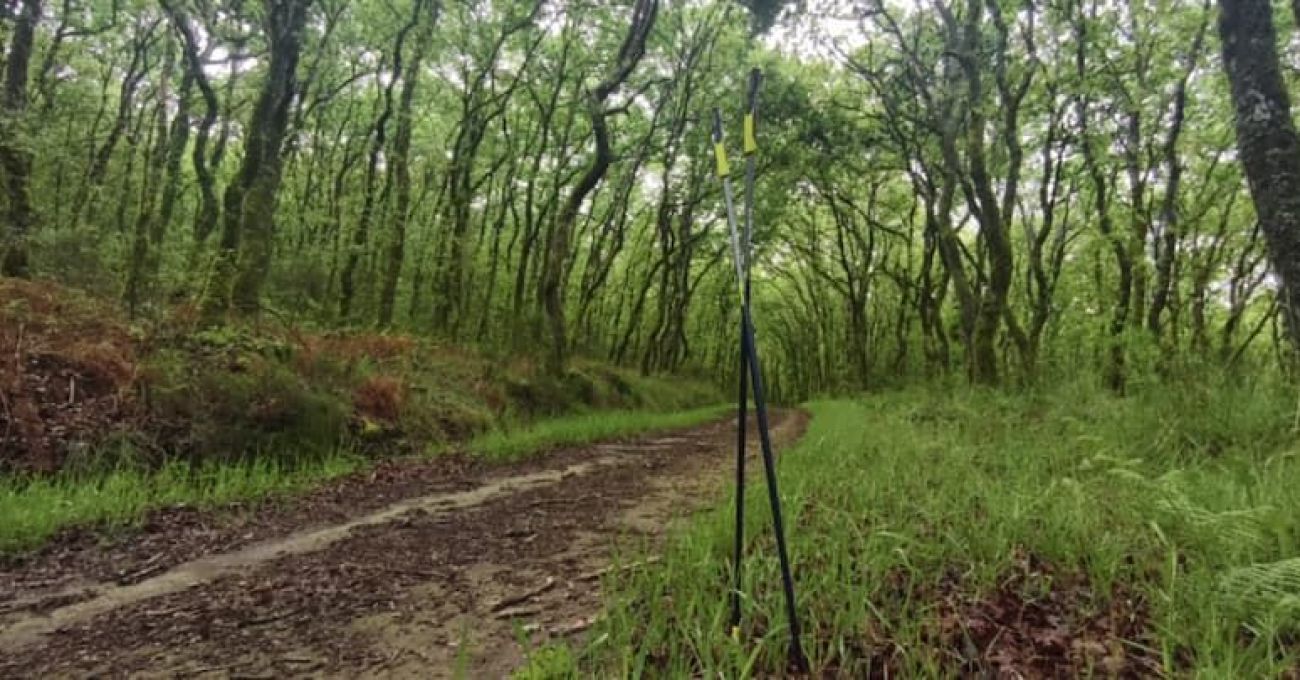 Walkear entre el despertar de la naturaleza: un placer para los sentidos