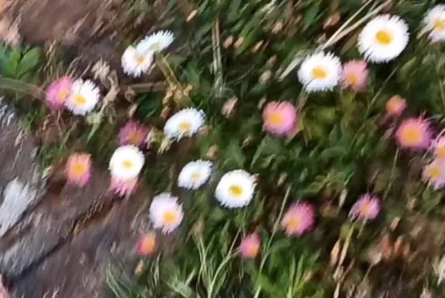 Beneficios del Nordic Walking